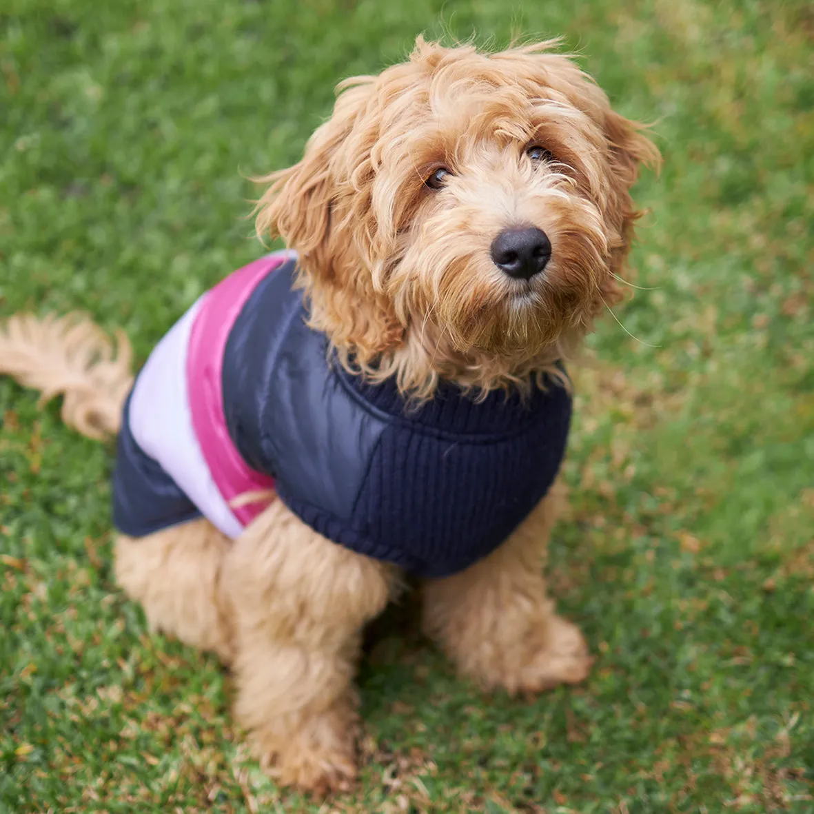 Vovo Dog Puffer Jacket - Berry