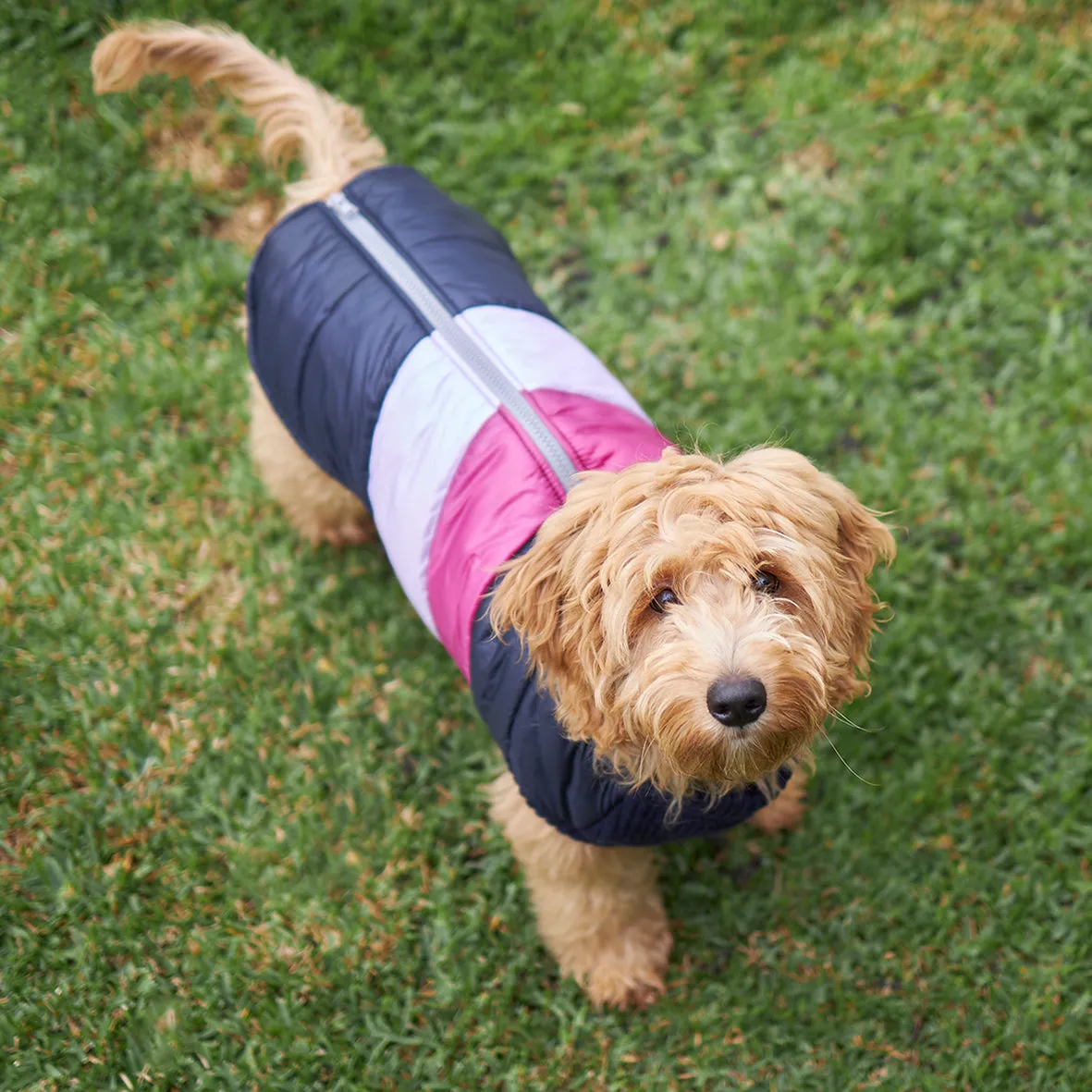 Vovo Dog Puffer Jacket - Berry